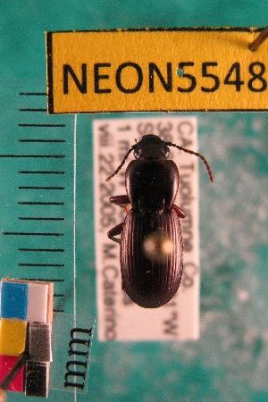  ( - NEONTcarabid5548)  @12 [ ] Copyright (2012) Barton, M National Ecological Observatory Network (NEON) http://www.neoninc.org/content/copyright