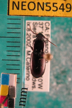  (Pterostichus inanis - NEONTcarabid5549)  @13 [ ] Copyright (2012) Barton, M National Ecological Observatory Network (NEON) http://www.neoninc.org/content/copyright