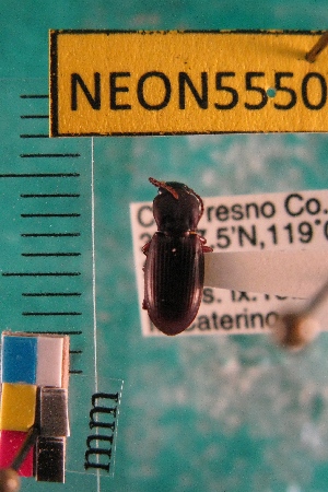  ( - NEONTcarabid5550)  @12 [ ] Copyright (2012) Barton, M National Ecological Observatory Network (NEON) http://www.neoninc.org/content/copyright