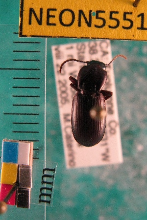  ( - NEONTcarabid5551)  @13 [ ] Copyright (2012) Barton, M National Ecological Observatory Network (NEON) http://www.neoninc.org/content/copyright