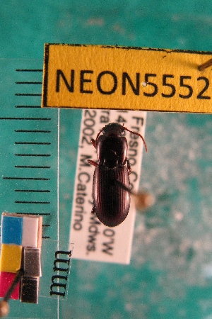  ( - NEONTcarabid5552)  @13 [ ] Copyright (2012) Barton, M National Ecological Observatory Network (NEON) http://www.neoninc.org/content/copyright