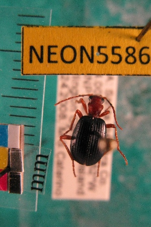  ( - NEONTcarabid5586)  @14 [ ] Copyright (2012) Barton, M National Ecological Observatory Network (NEON) http://www.neoninc.org/content/copyright