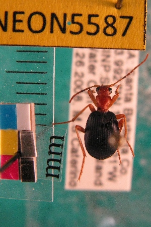  ( - NEONTcarabid5587)  @14 [ ] Copyright (2012) Barton, M National Ecological Observatory Network (NEON) http://www.neoninc.org/content/copyright