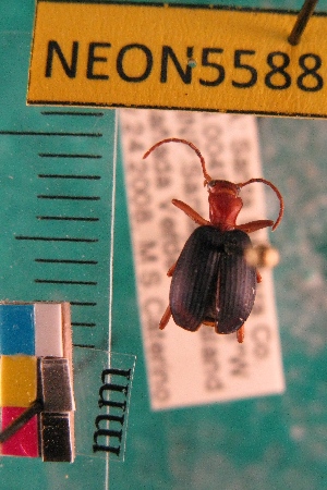  ( - NEONTcarabid5588)  @13 [ ] Copyright (2012) Barton, M National Ecological Observatory Network (NEON) http://www.neoninc.org/content/copyright
