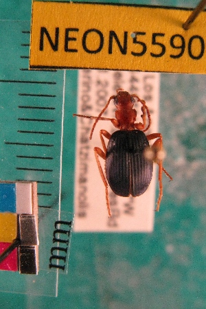  ( - NEONTcarabid5590)  @13 [ ] Copyright (2012) Barton, M National Ecological Observatory Network (NEON) http://www.neoninc.org/content/copyright