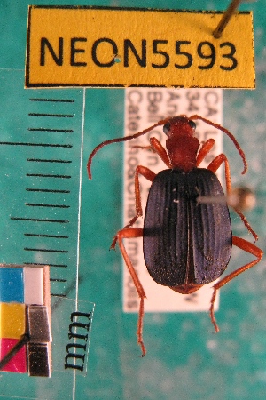  ( - NEONTcarabid5593)  @14 [ ] Copyright (2012) Barton, M National Ecological Observatory Network (NEON) http://www.neoninc.org/content/copyright
