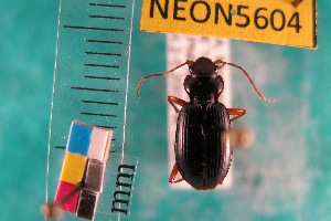  ( - NEONTcarabid5604)  @12 [ ] Copyright (2012) Barton, M National Ecological Observatory Network (NEON) http://www.neoninc.org/content/copyright