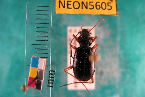  ( - NEONTcarabid5605)  @12 [ ] Copyright (2012) Barton, M National Ecological Observatory Network (NEON) http://www.neoninc.org/content/copyright