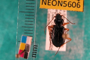  ( - NEONTcarabid5606)  @11 [ ] Copyright (2012) Barton, M National Ecological Observatory Network (NEON) http://www.neoninc.org/content/copyright