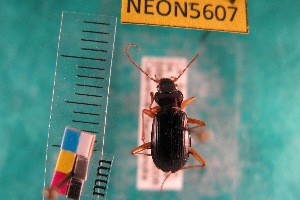  ( - NEONTcarabid5607)  @11 [ ] Copyright (2012) Barton, M National Ecological Observatory Network (NEON) http://www.neoninc.org/content/copyright