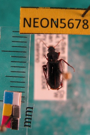  ( - NEONTcarabid5678)  @11 [ ] Copyright (2012) Barton, M National Ecological Observatory Network (NEON) http://www.neoninc.org/content/copyright