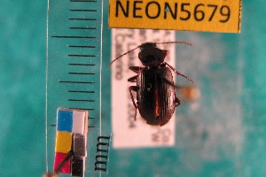  ( - NEONTcarabid5679)  @12 [ ] Copyright (2012) Barton, M National Ecological Observatory Network (NEON) http://www.neoninc.org/content/copyright