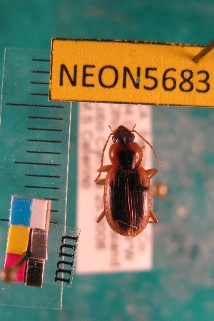  ( - NEONTcarabid5683)  @12 [ ] Copyright (2012) Barton, M National Ecological Observatory Network (NEON) http://www.neoninc.org/content/copyright