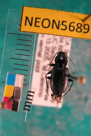  (Agonum fossiger - NEONTcarabid5689)  @14 [ ] Copyright (2012) Barton, M National Ecological Observatory Network (NEON) http://www.neoninc.org/content/copyright