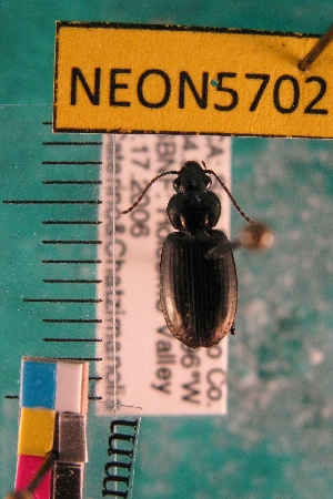  (Agonum pacificum - NEONTcarabid5702)  @15 [ ] Copyright (2012) Barton, M National Ecological Observatory Network (NEON) http://www.neoninc.org/content/copyright