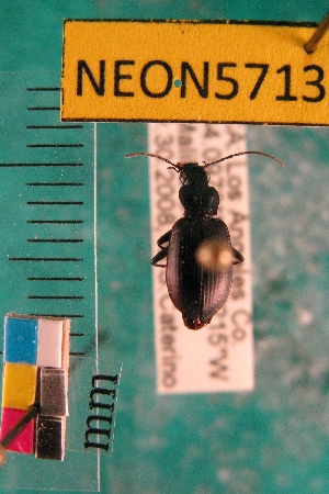  ( - NEONTcarabid5713)  @12 [ ] Copyright (2012) Barton, M National Ecological Observatory Network (NEON) http://www.neoninc.org/content/copyright