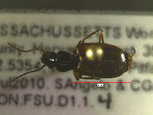  ( - NEONTcarabid1662)  @12 [ ] Copyright (2010) Blevins, KK and Travers, PD National Ecological Observatory Network (NEON) http://www.neoninc.org/content/copyright