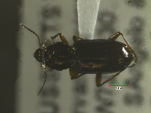  ( - NEONTcarabid1666)  @12 [ ] Copyright (2010) Blevins, KK and Travers, PD National Ecological Observatory Network (NEON) http://www.neoninc.org/content/copyright
