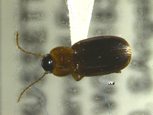  ( - NEONTcarabid1667)  @13 [ ] Copyright (2010) Blevins, KK and Travers, PD National Ecological Observatory Network (NEON) http://www.neoninc.org/content/copyright