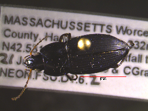  ( - NEONTcarabid1698)  @12 [ ] Copyright (2010) Blevins, KK and Travers, PD National Ecological Observatory Network (NEON) http://www.neoninc.org/content/copyright
