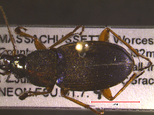  ( - NEONTcarabid1712)  @12 [ ] Copyright (2010) Blevins, KK and Travers, PD National Ecological Observatory Network (NEON) http://www.neoninc.org/content/copyright