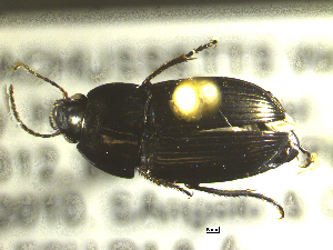  ( - NEONTcarabid1725)  @12 [ ] Copyright (2010) Blevins, KK and Travers, PD National Ecological Observatory Network (NEON) http://www.neoninc.org/content/copyright