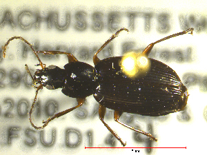  ( - NEONTcarabid1730)  @13 [ ] Copyright (2010) Blevins, KK and Travers, PD National Ecological Observatory Network (NEON) http://www.neoninc.org/content/copyright