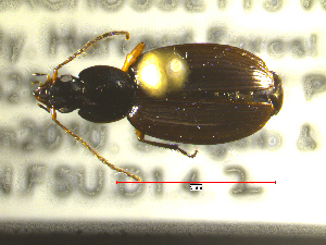  ( - NEONTcarabid1731)  @13 [ ] Copyright (2010) Blevins, KK and Travers, PD National Ecological Observatory Network (NEON) http://www.neoninc.org/content/copyright