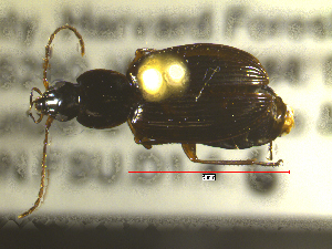  ( - NEONTcarabid1733)  @12 [ ] Copyright (2010) Blevins, KK and Travers, PD National Ecological Observatory Network (NEON) http://www.neoninc.org/content/copyright