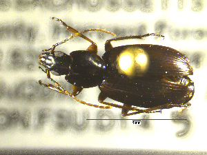  ( - NEONTcarabid1735)  @12 [ ] Copyright (2010) Blevins, KK and Travers, PD National Ecological Observatory Network (NEON) http://www.neoninc.org/content/copyright