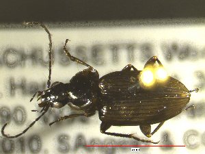  ( - NEONTcarabid1736)  @12 [ ] Copyright (2010) Blevins, KK and Travers, PD National Ecological Observatory Network (NEON) http://www.neoninc.org/content/copyright