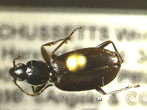  ( - NEONTcarabid1737)  @11 [ ] Copyright (2010) Blevins, KK and Travers, PD National Ecological Observatory Network (NEON) http://www.neoninc.org/content/copyright