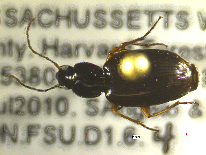  ( - NEONTcarabid1762)  @12 [ ] Copyright (2010) Blevins, KK and Travers, PD National Ecological Observatory Network (NEON) http://www.neoninc.org/content/copyright