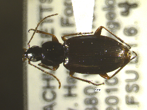  ( - NEONTcarabid1792)  @13 [ ] Copyright (2010) Blevins, KK and Travers, PD National Ecological Observatory Network (NEON) http://www.neoninc.org/content/copyright