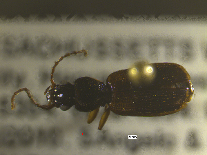  ( - NEONTcarabid1802)  @12 [ ] Copyright (2010) Blevins, KK and Travers, PD National Ecological Observatory Network (NEON) http://www.neoninc.org/content/copyright