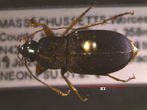  ( - NEONTcarabid1818)  @13 [ ] Copyright (2010) Blevins, KK and Travers, PD National Ecological Observatory Network (NEON) http://www.neoninc.org/content/copyright