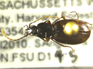  ( - NEONTcarabid1819)  @12 [ ] Copyright (2010) Blevins, KK and Travers, PD National Ecological Observatory Network (NEON) http://www.neoninc.org/content/copyright