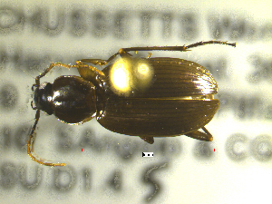  ( - NEONTcarabid1823)  @12 [ ] Copyright (2010) Blevins, KK and Travers, PD National Ecological Observatory Network (NEON) http://www.neoninc.org/content/copyright