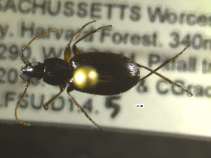  ( - NEONTcarabid1826)  @12 [ ] Copyright (2010) Blevins, KK and Travers, PD National Ecological Observatory Network (NEON) http://www.neoninc.org/content/copyright