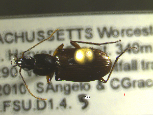  ( - NEONTcarabid1829)  @12 [ ] Copyright (2010) Blevins, KK and Travers, PD National Ecological Observatory Network (NEON) http://www.neoninc.org/content/copyright