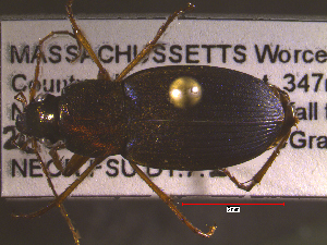  ( - NEONTcarabid1830)  @13 [ ] Copyright (2010) Blevins, KK and Travers, PD National Ecological Observatory Network (NEON) http://www.neoninc.org/content/copyright