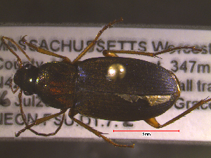  ( - NEONTcarabid1831)  @13 [ ] Copyright (2010) Blevins, KK and Travers, PD National Ecological Observatory Network (NEON) http://www.neoninc.org/content/copyright