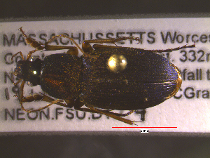  ( - NEONTcarabid1833)  @13 [ ] Copyright (2010) Blevins, KK and Travers, PD National Ecological Observatory Network (NEON) http://www.neoninc.org/content/copyright