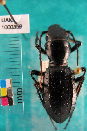  (Amblycheila schwarzi - NEONTcarabid5315)  @11 [ ] Copyright (2012) Blevins, KK National Ecological Observatory Network (NEON) http://www.neoninc.org/content/copyright