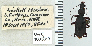  (Rhadine nivalis - NEONTcarabid5291)  @11 [ ] CreativeCommons - Attribution Non-Commercial Share-Alike (2011) Moore, W University of Arizona Insect Collection