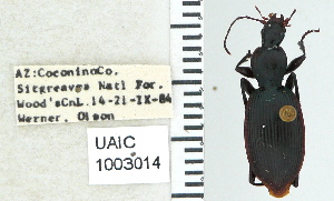  ( - NEONTcarabid5292)  @11 [ ] CreativeCommons - Attribution Non-Commercial Share-Alike (2011) Moore, W University of Arizona Insect Collection