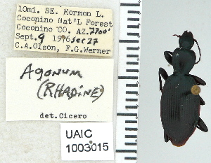  ( - NEONTcarabid5293)  @11 [ ] CreativeCommons - Attribution Non-Commercial Share-Alike (2011) Moore, W University of Arizona Insect Collection