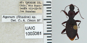  (Rhadine myrmecodes - NEONTcarabid5289)  @11 [ ] CreativeCommons - Attribution Non-Commercial Share-Alike (2011) Moore, W University of Arizona Insect Collection