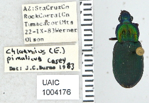  ( - NEONTcarabid5305)  @11 [ ] CreativeCommons - Attribution Non-Commercial Share-Alike (2011) Moore, W University of Arizona Insect Collection