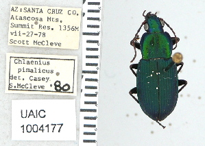  ( - NEONTcarabid5304)  @11 [ ] CreativeCommons - Attribution Non-Commercial Share-Alike (2011) Moore, W University of Arizona Insect Collection